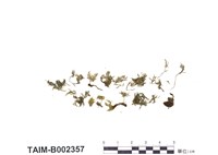 藏品(長肋孔雀苔)的圖片